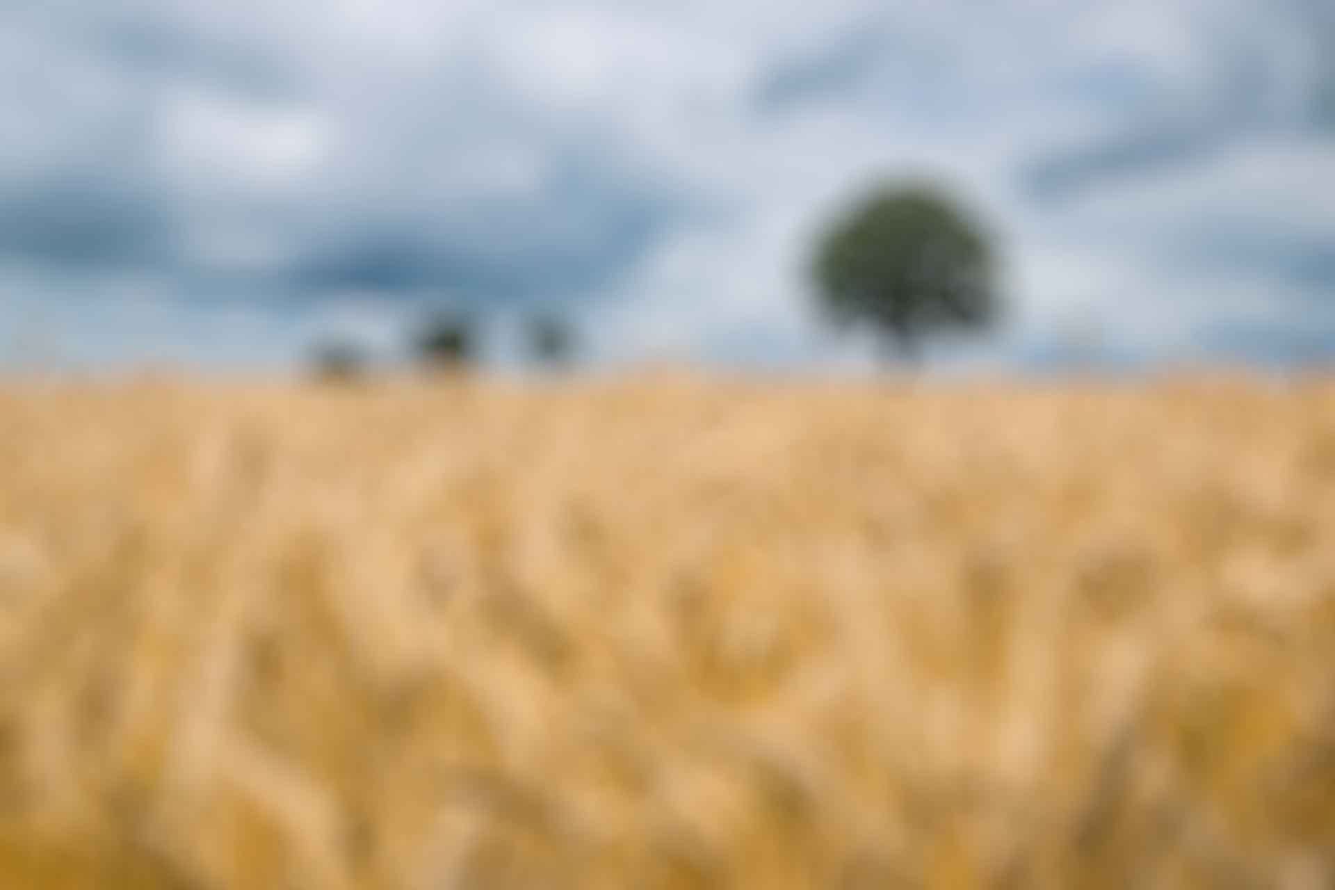 Reparto de productos del campo en Villarrica